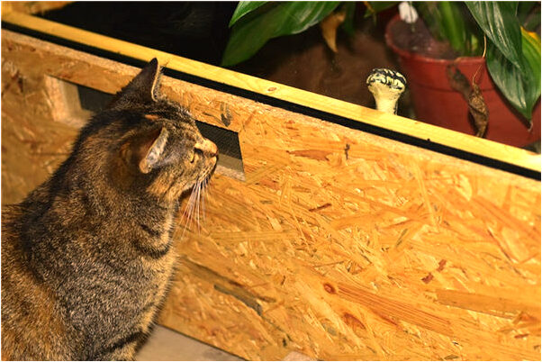 夢到了老婆頭髮自己剪了的預兆_周公解夢官網