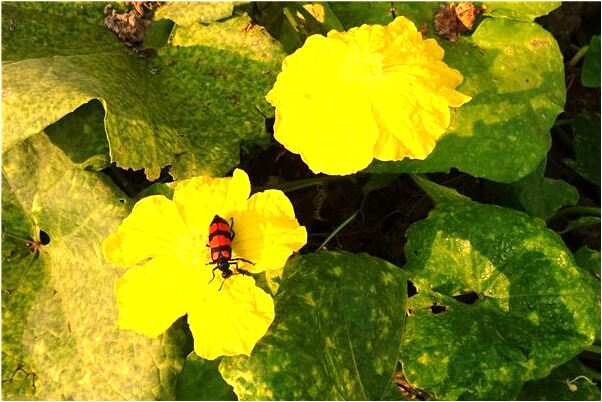 夢到了自拉到鞋上意味什麼_周公解夢官網