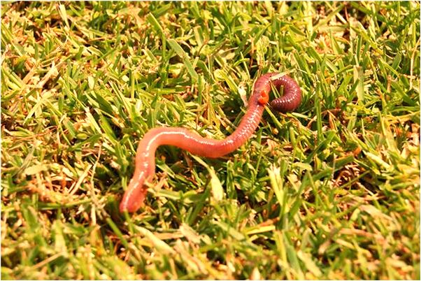 夢見抱著嬰兒預示著什麼_周公解夢官網