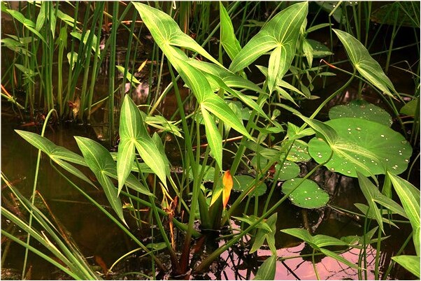 夢見金燦燦的水稻有什麼預兆_周公解夢官網