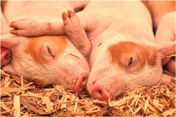 夢到了摔死喜鵲有什麼預兆_周公解夢官網