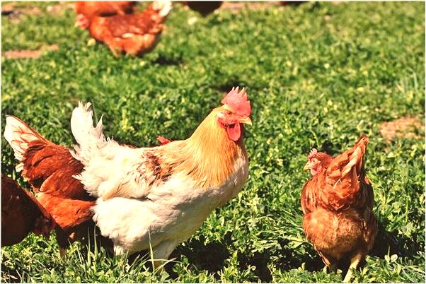 夢見金黃色的蛇變成妖是啥意思_周公解夢官網