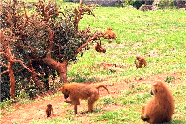 夢到牙里一窩活老鼠有何寓意_周公解夢官網