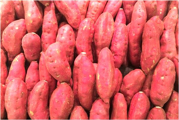 夢見蛇交培是怎么回事_周公解夢官網