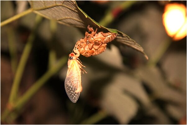 夢見好朋友從高樓墜下救治無路有什麼寓意嗎？_周公解夢官網
