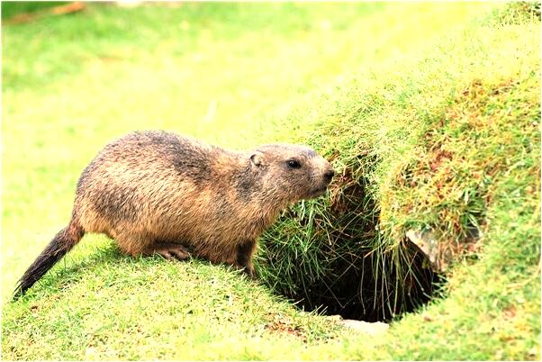 夢見自己的左肋穿箭是凶兆還是吉兆_周公解夢官網