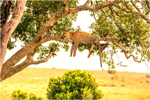 夢見穿皮鞋是什麼徵兆_周公解夢官網