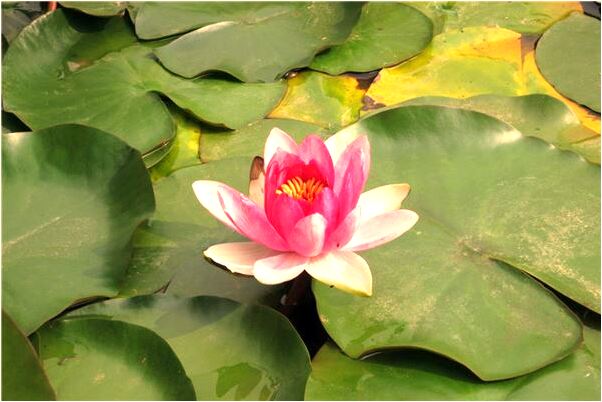 夢到了己過世的母親給我錢會怎么樣_周公解夢官網