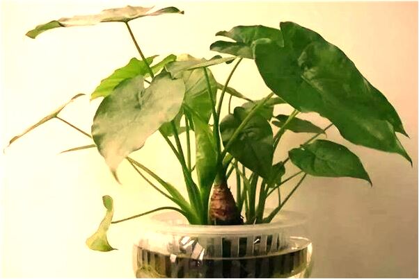 夢到了的手指頭人砍斷兩根會是什麼預兆_周公解夢官網