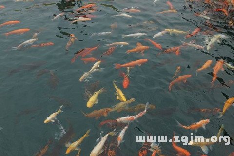 Dream of a lot of fish