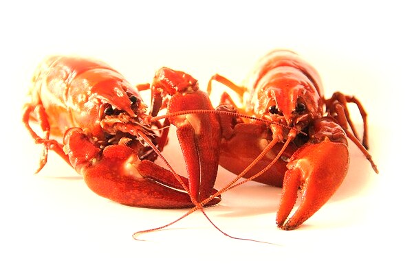 夢到好多豹子爬山會是什麼預兆_周公解夢官網