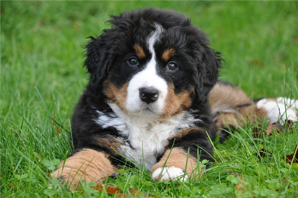 2018年生肖合適的有誰_十二生肖