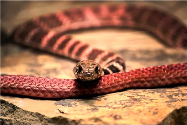 夢見我喜歡的人給我做飯是什麼意思_周公解夢官網