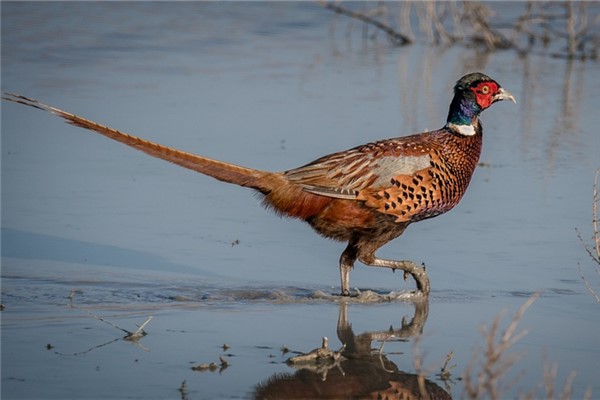夢到了逮野雞是好的徵兆嗎_周公解夢