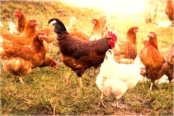 夢到了老公什麼都沒穿存打牌好不好_周公解夢官網