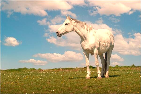 夢見大水淹了房子有什麼意思嗎_周公解夢官網
