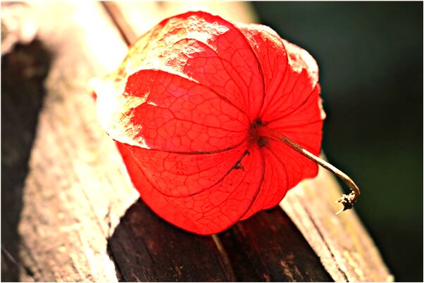 夢到了眉毛洗沒了會怎么樣_周公解夢官網