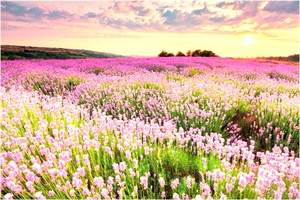 夢到了房頂露天意味著什麼_周公解夢官網