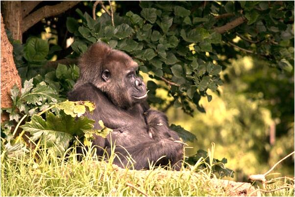 夢到己故母有什麼預兆_周公解夢官網