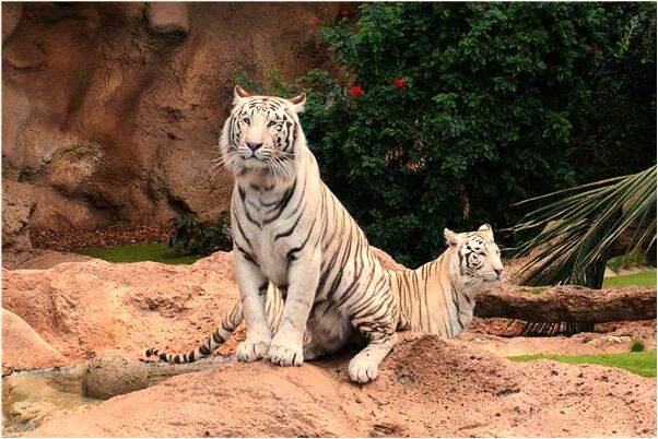 夢到看著一朵花讓別人摘走意味著什麼_周公解夢官網