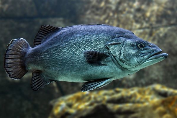 夢見大黑魚_周公解夢