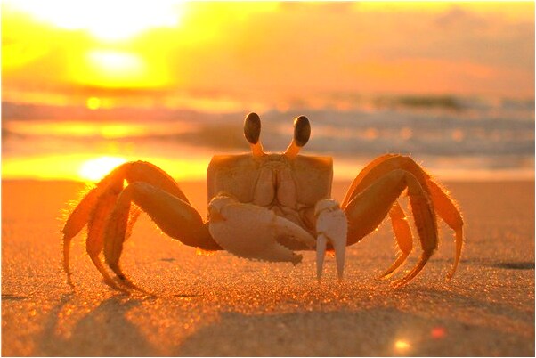 夢到老者送我紙花是凶兆還是吉兆_周公解夢官網