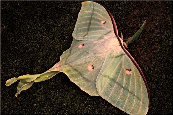 夢到了醜老公怎么回事_周公解夢官網