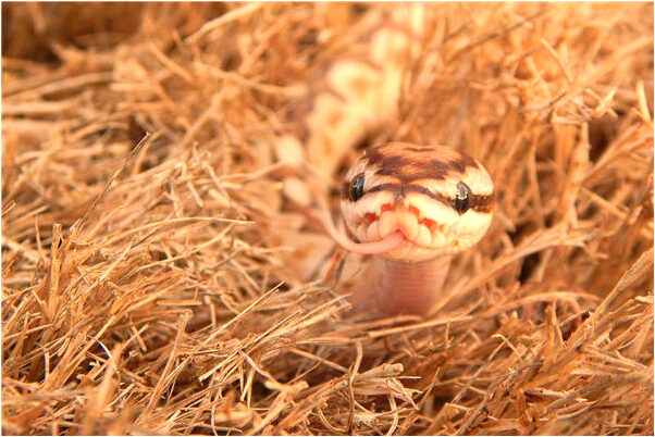 夢到媽媽買米有什麼寓意嗎？_周公解夢官網