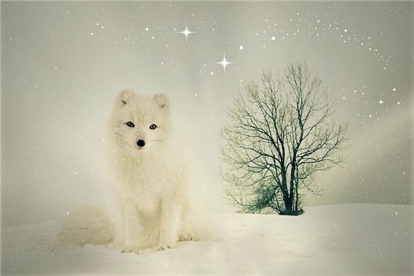 夢見白色狐狸_周公解夢