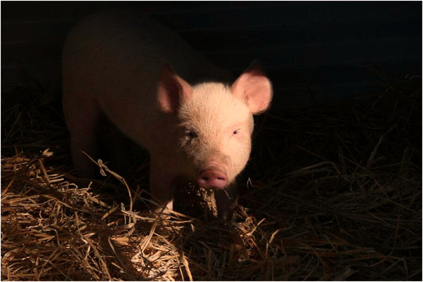 夢到母親做飯會有什麼預兆_周公解夢官網