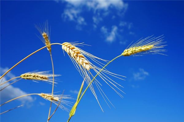 夢到收麥子什麼意思_周公解夢