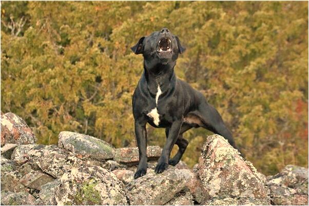夢到坐車半路幫別人修車後才走是啥意思_周公解夢官網
