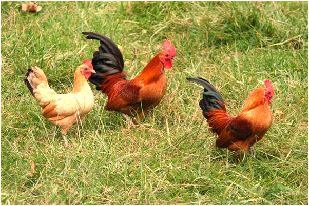 夢到了兩條青蛇纏身是什麼啟示_周公解夢官網