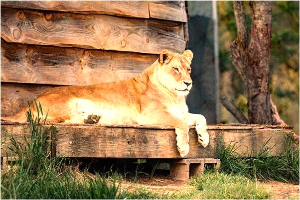 夢到了我又生孩子了是怎么回事_周公解夢官網