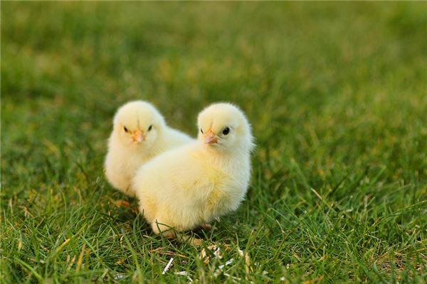 夢到了小雞死怎么回事_周公解夢