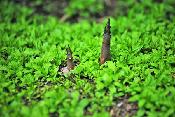 夢到了自己拔竹筍預兆了什麼嗎_周公解夢