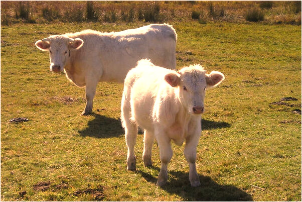 夢見小孩爬到身上吐奶有什麼含義_周公解夢官網
