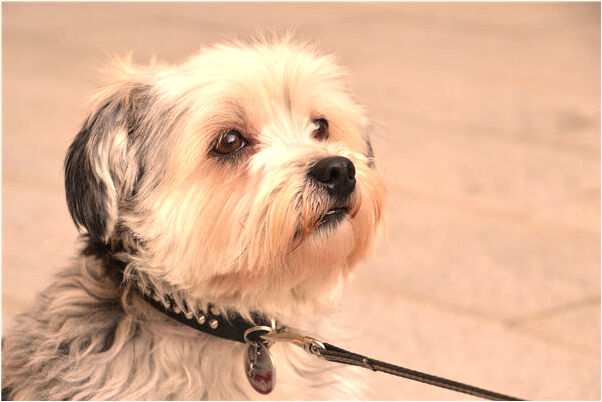 夢到水淹清苗是咋回事_周公解夢官網