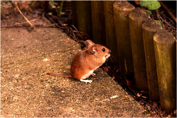 夢到被人挖金有什麼意思嗎_周公解夢官網