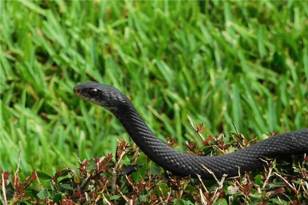 蛇屬相的人性格特徵_十二生肖