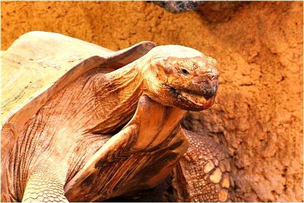 夢到爬山下山預示了什麼_周公解夢官網