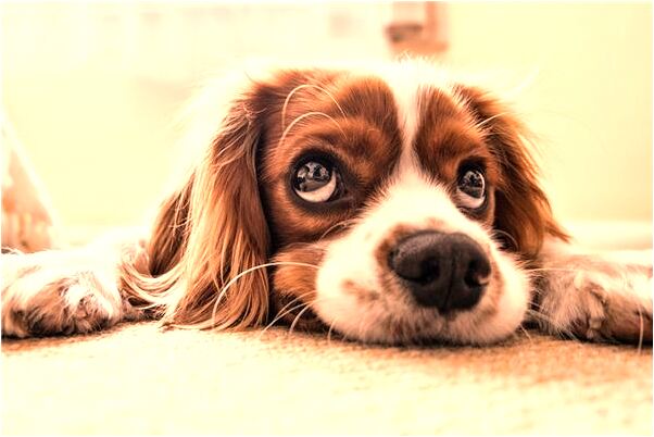 夢見去世的爸爸抱著他哭是好是壞_周公解夢官網