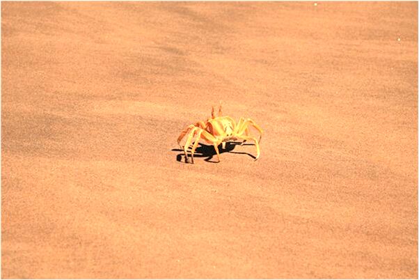 夢到了不認識的人送給我很多狗是什麼預兆_周公解夢官網