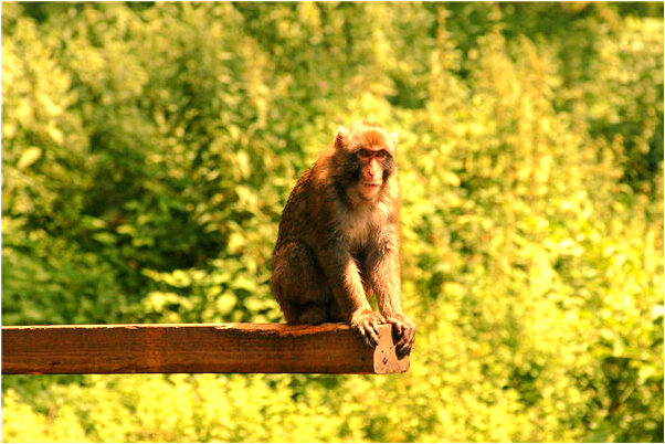 夢到買大黑馬是什麼意思_周公解夢官網