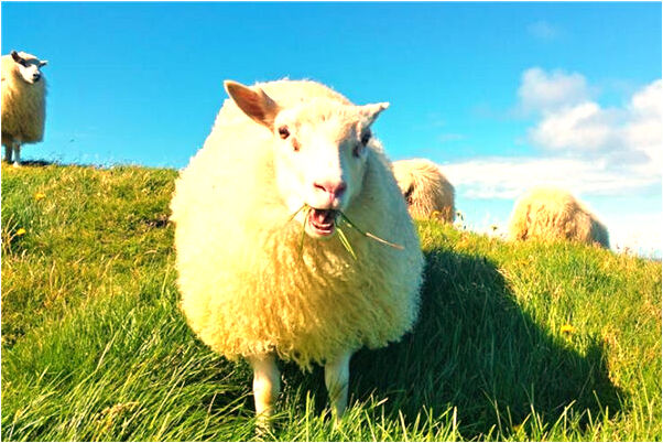 夢到了沾了一身屎有什麼說法_周公解夢官網