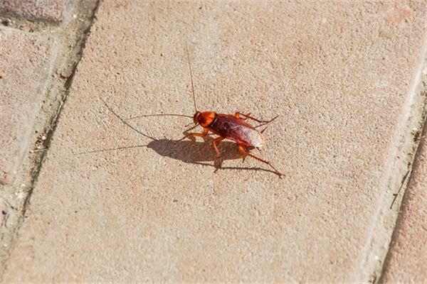 夢見大蟑螂_周公解夢