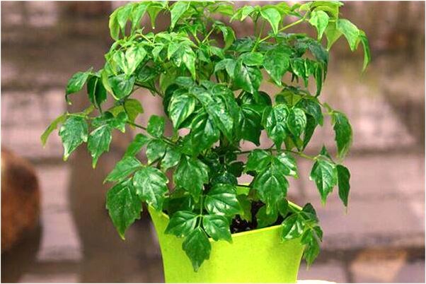 夢見男朋友手被刀劃出血了是好的徵兆嗎_周公解夢官網