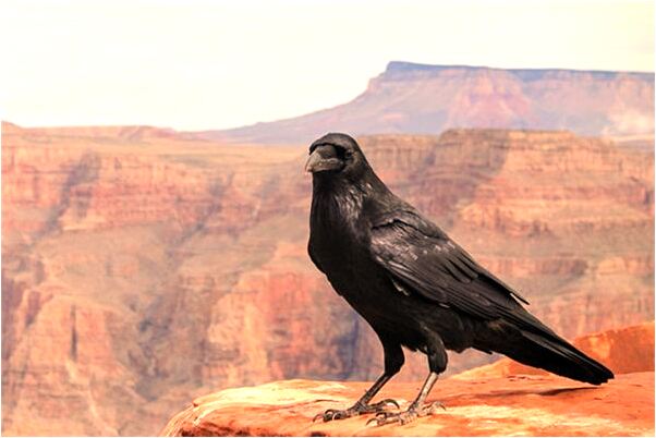 夢見龍咬自已是什麼預兆_周公解夢官網