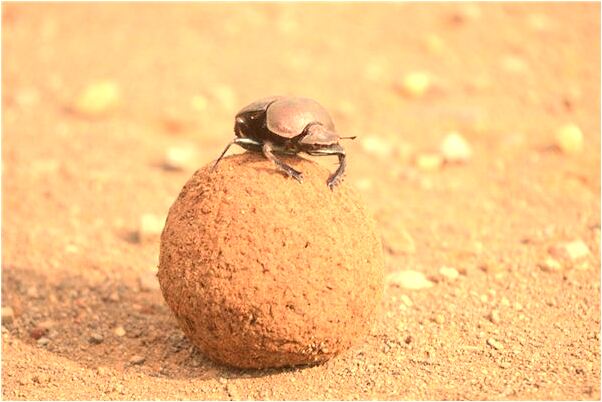 夢見老婆開車撞破牆是吉兆嗎?_周公解夢官網