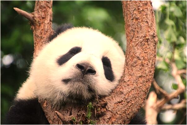 夢到了手掌上全部是黑墨有什麼說法_周公解夢官網